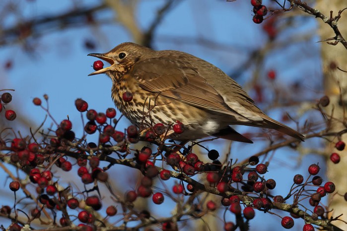 Song Thrush