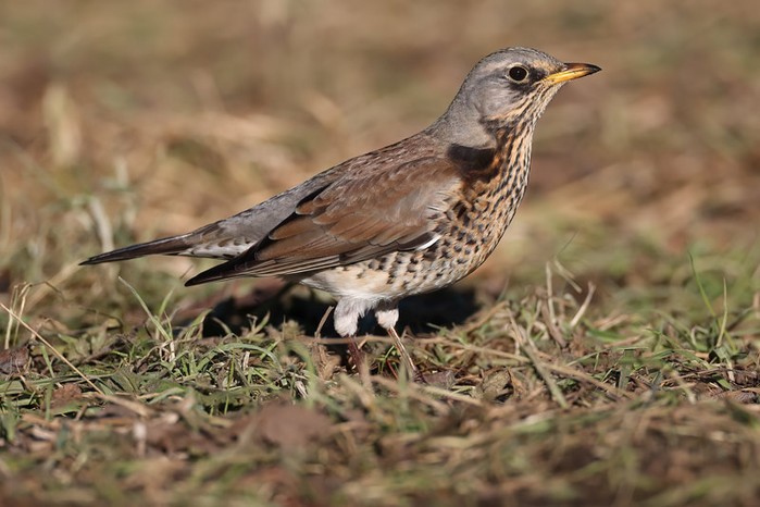 Fieldfare