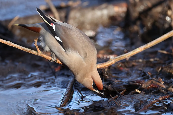 Waxwing