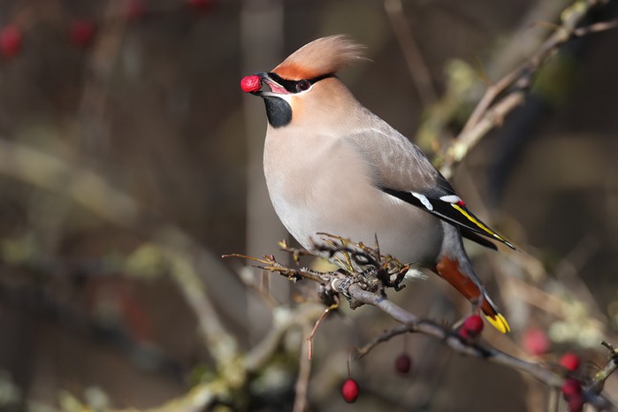 Waxwing