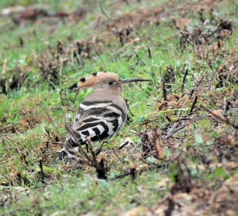 Hoopoe