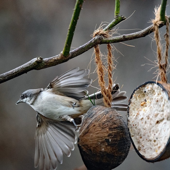 Lesser whitethroat 