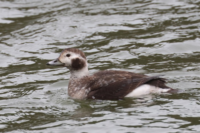 Long-tailed Duck