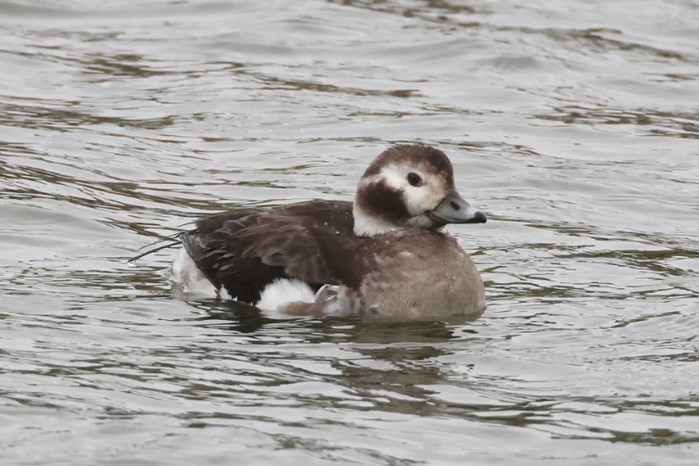 Long-tailed Duck