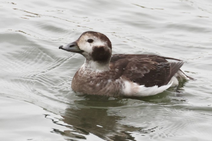 Long-tailed Duck