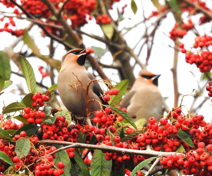 Waxwing