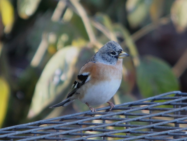 Brambling