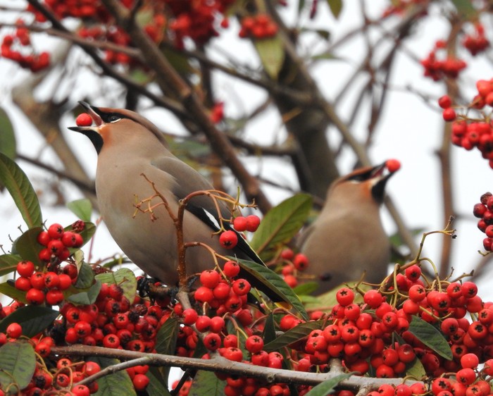 Waxwing