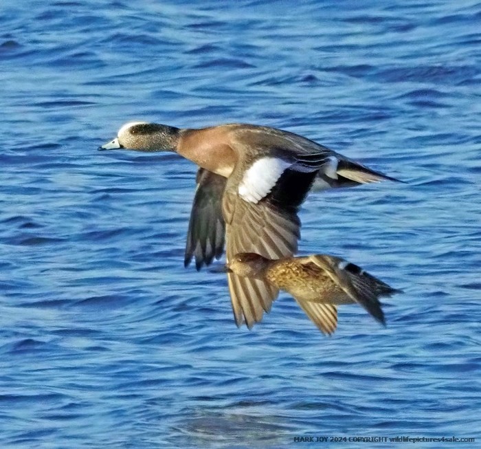 American Wigeon
