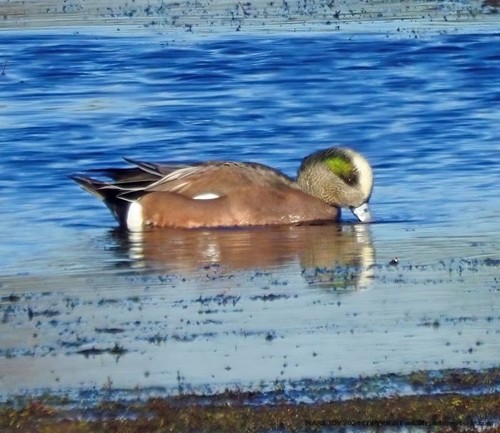 American Wigeon