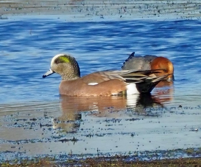 American Wigeon