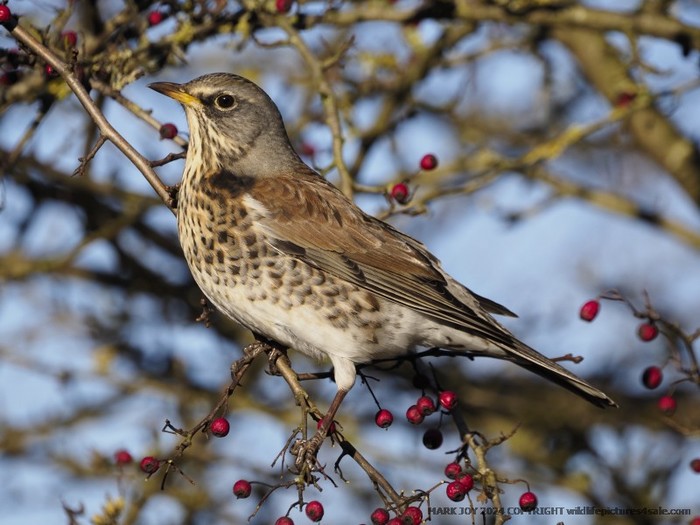 Fieldfare