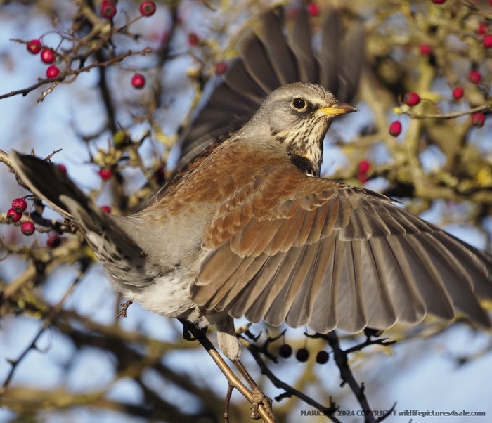Fieldfare