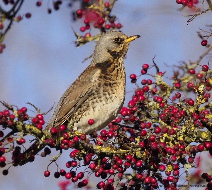 Fieldfare