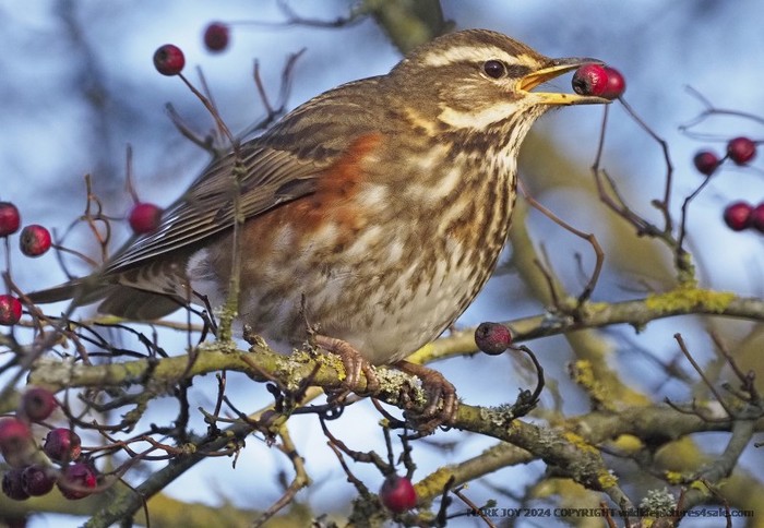 Redwing