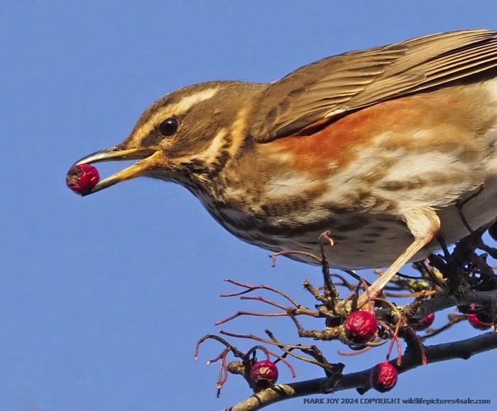 Redwing