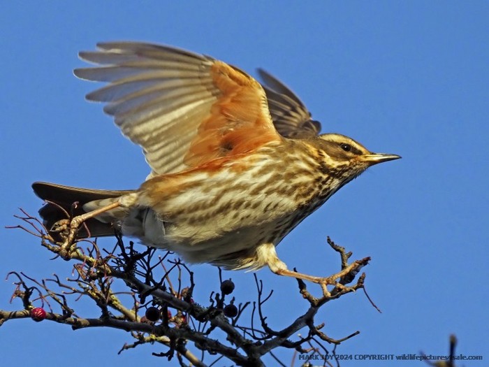 Redwing