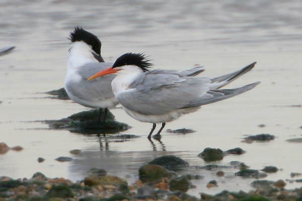Elegant Tern