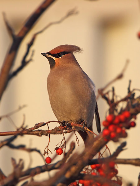 Waxwing