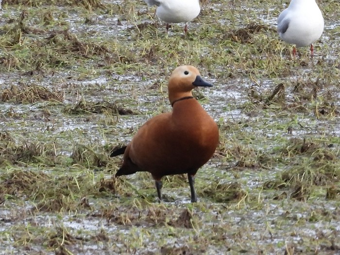 Ruddy Shelduck