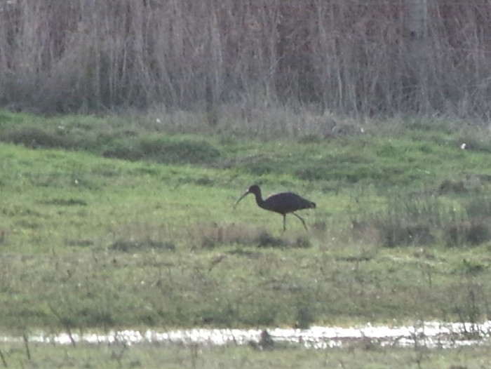 Glossy Ibis