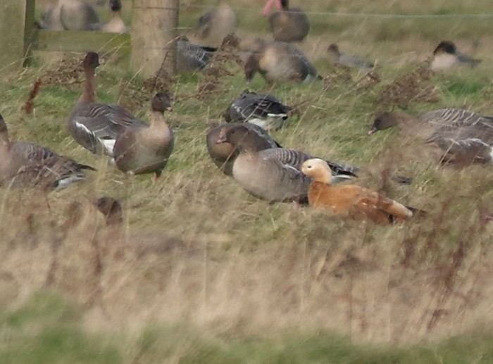 Ruddy Shelduck