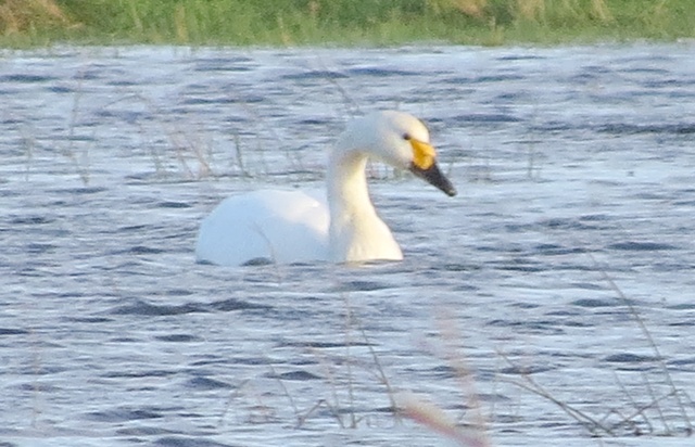 Bewick's Swan