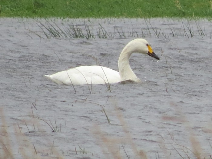 Bewick's Swan