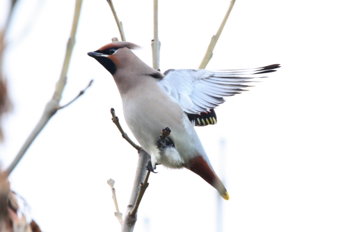 waxwing