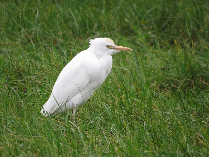 Cattle Egret