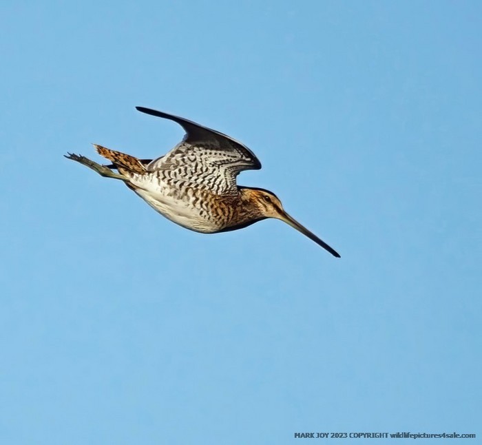 Snipe