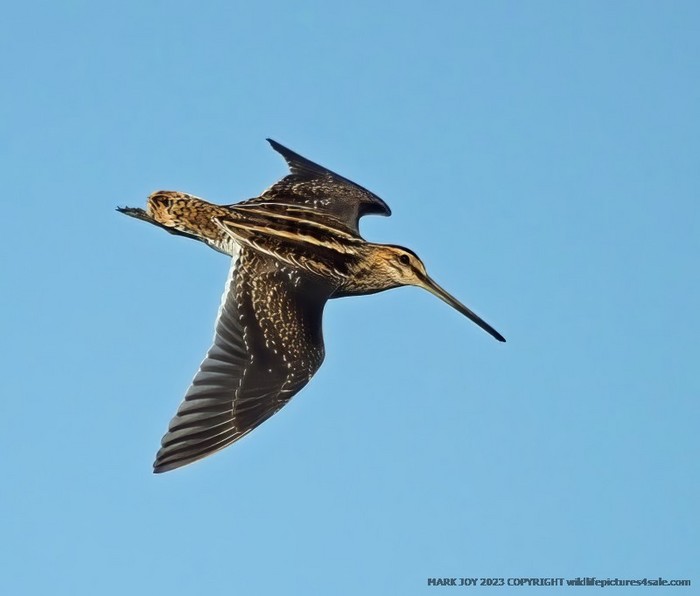 Snipe