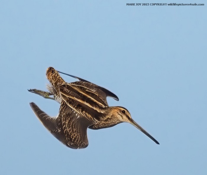 Snipe