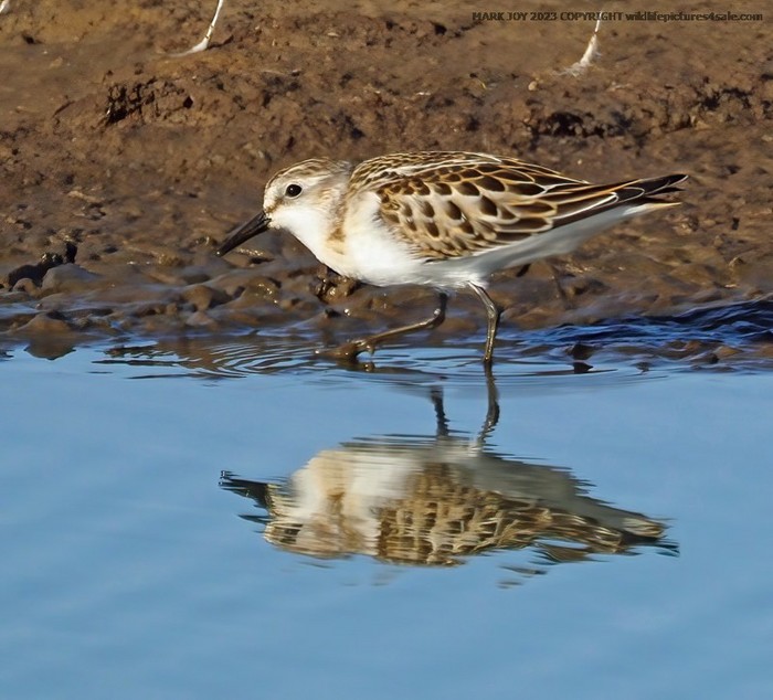 Little Stint