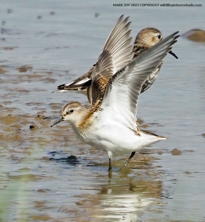 Little Stint