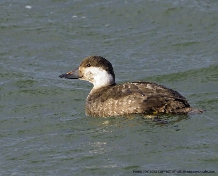 Common Scoter