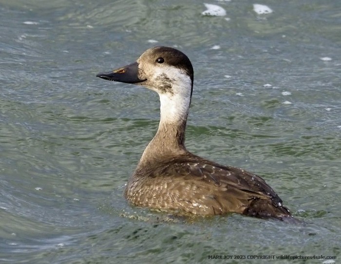 Common Scoter