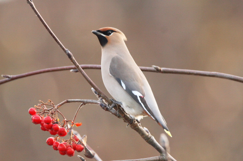 Waxwing