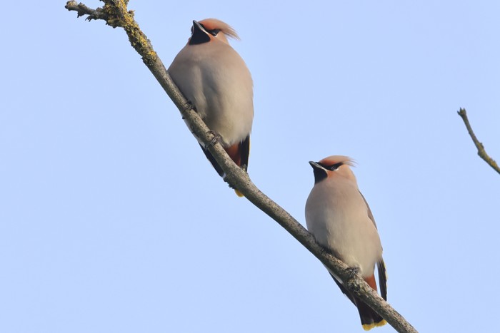 Waxwing