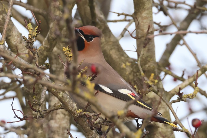 Waxwing