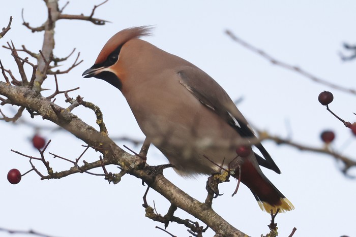 Waxwing