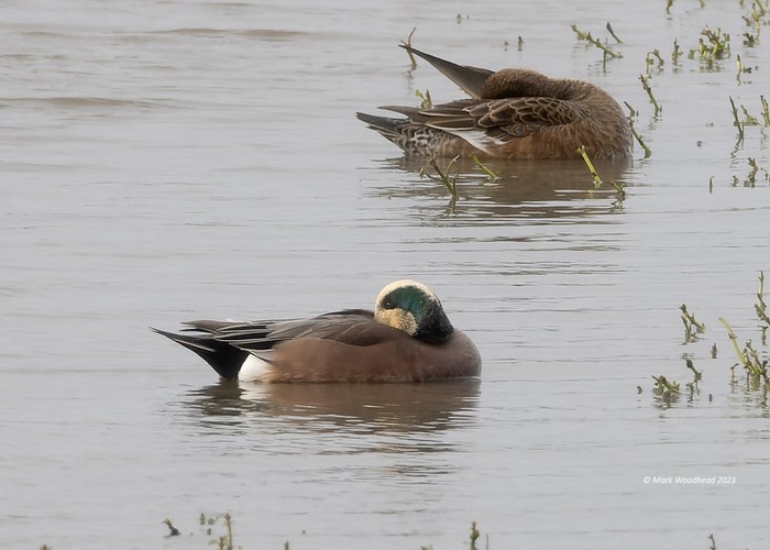 American Wigeon