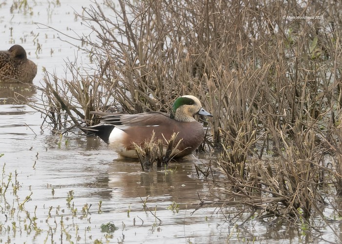 American Wigeon