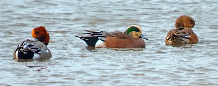 American Wigeon