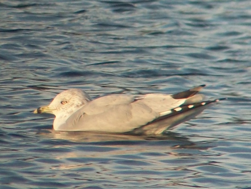 Ring-billed Gull