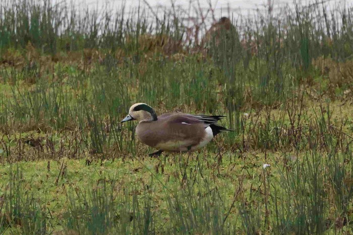 American Wigeon