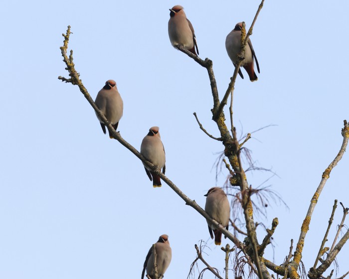 Waxwing