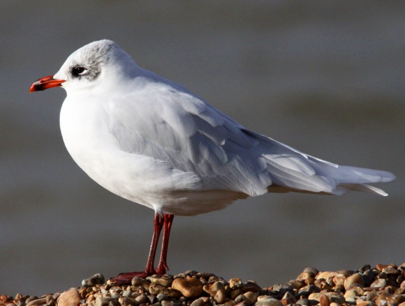 Mediterranean Gull
