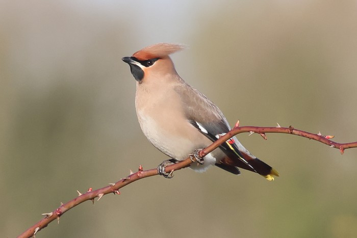 Waxwing