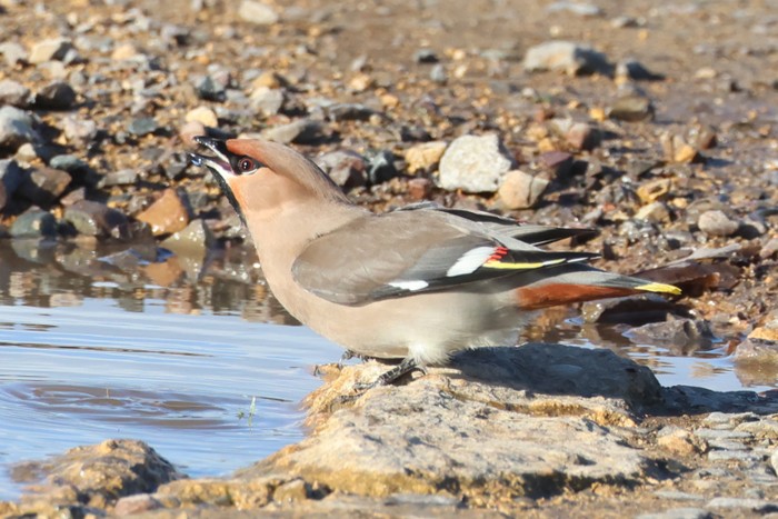 Waxwing